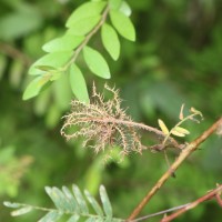 Mimosa pudica L.